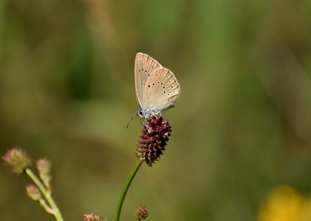 Natuurmonumenten-Sjoerd-Naus-NAMO106947 Donker pimpernelblauwtje.jpg